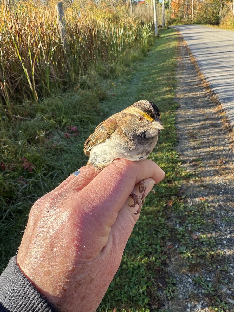 White-throated Sparrow - ML643226126
