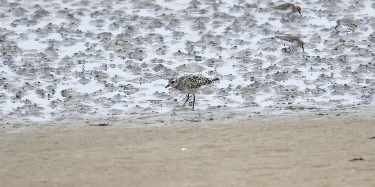 Black-bellied Plover - ML643226127