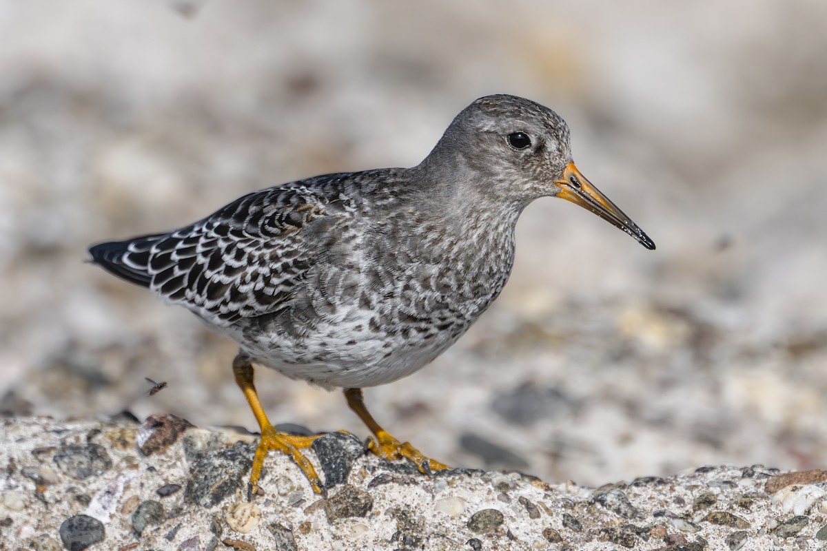 jespák mořský - ML643226147