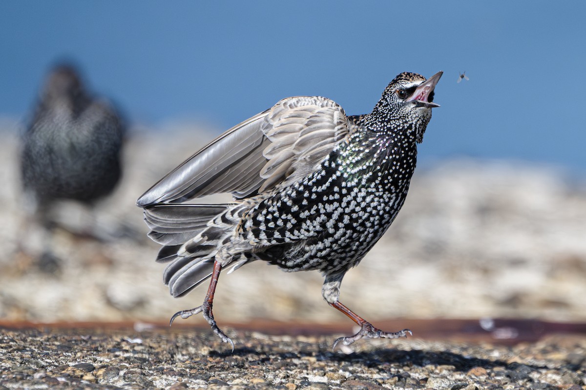 špaček obecný - ML643226159