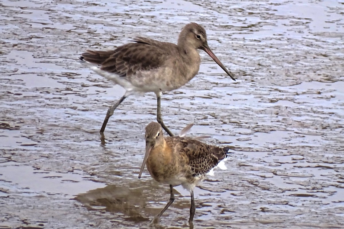 Black-tailed Godwit - ML643226165