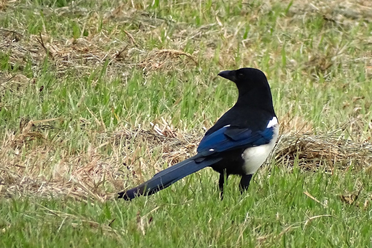 Eurasian Magpie - ML643226167