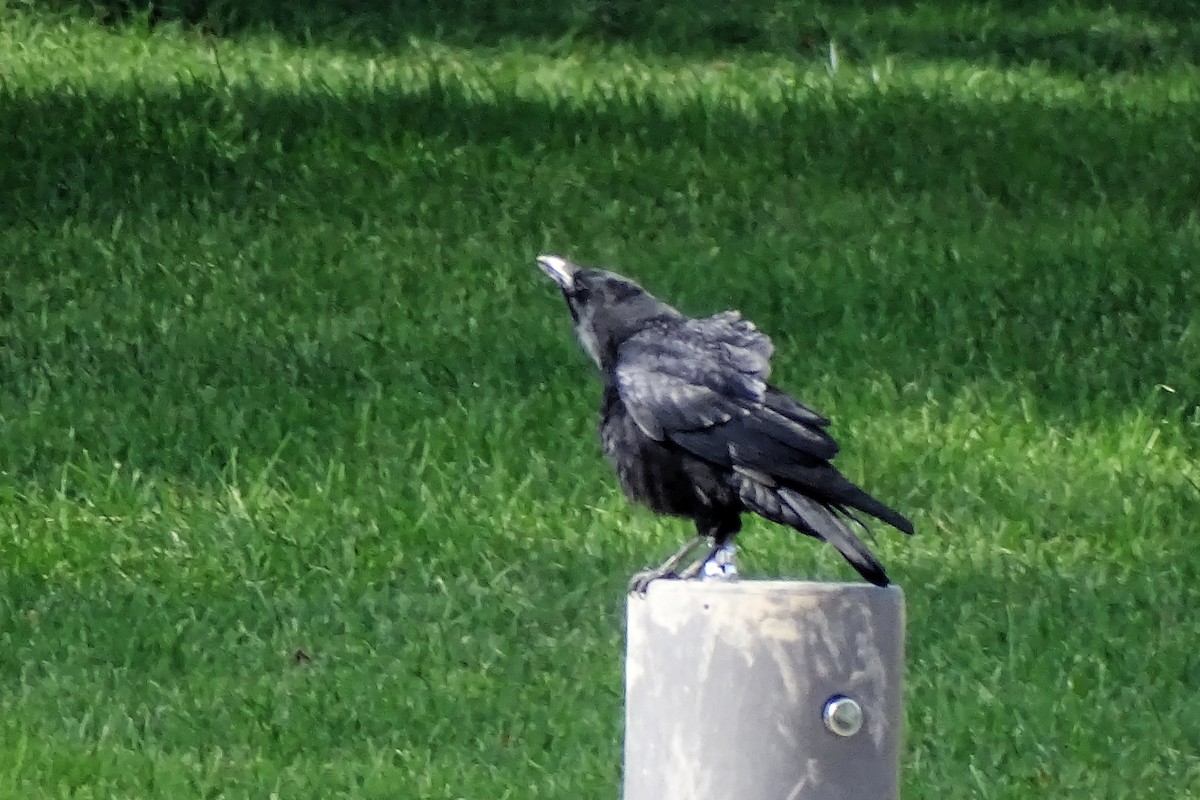 Carrion Crow - ML643226170