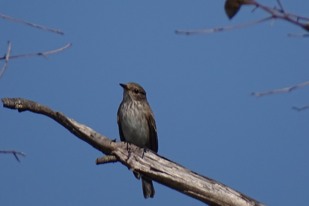 Spotted Flycatcher - ML643226177