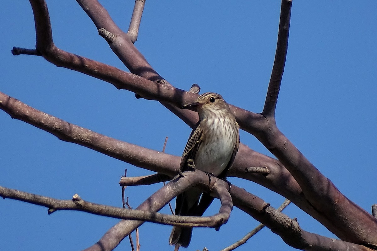 Spotted Flycatcher - ML643226178