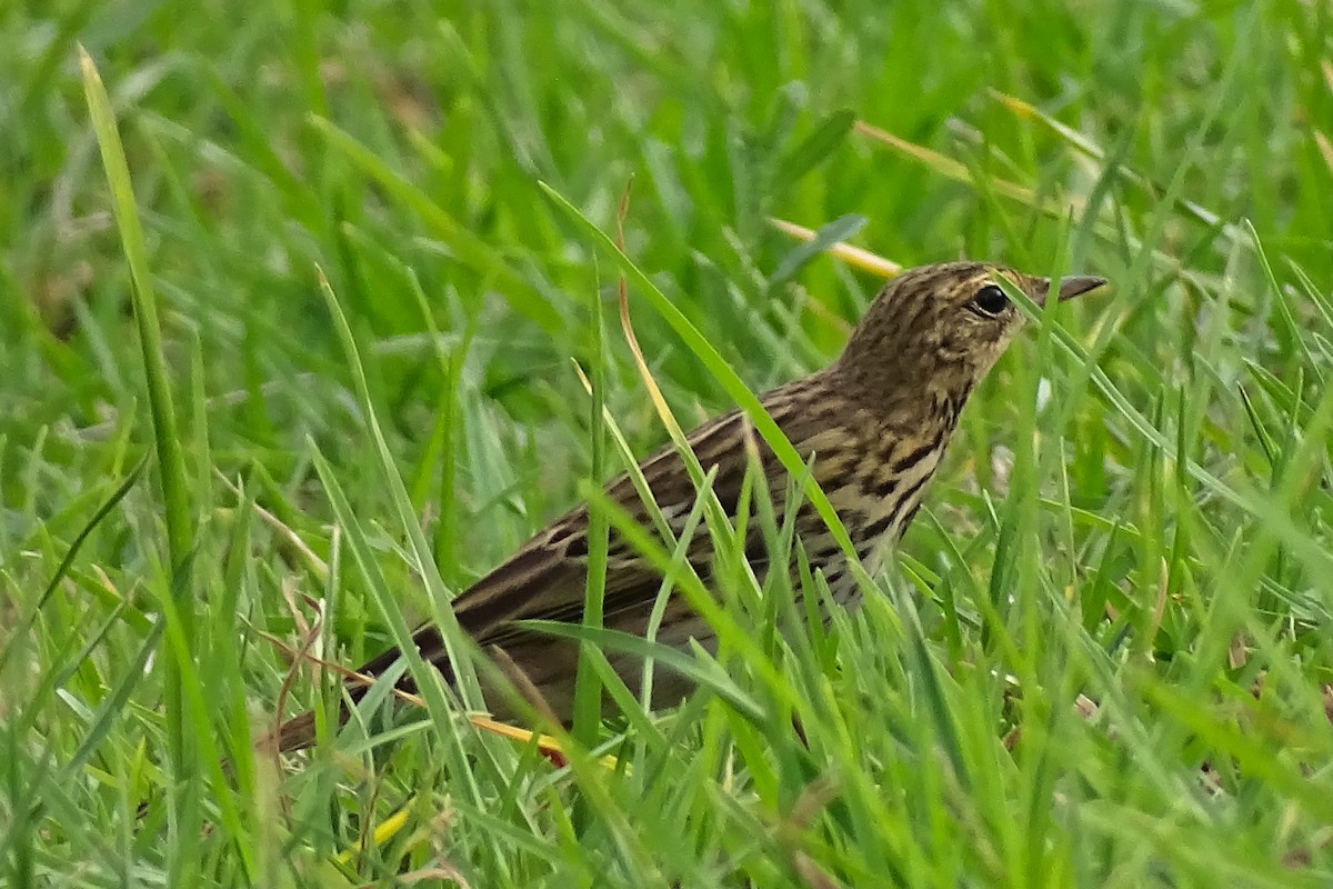 Tree Pipit - ML643226182