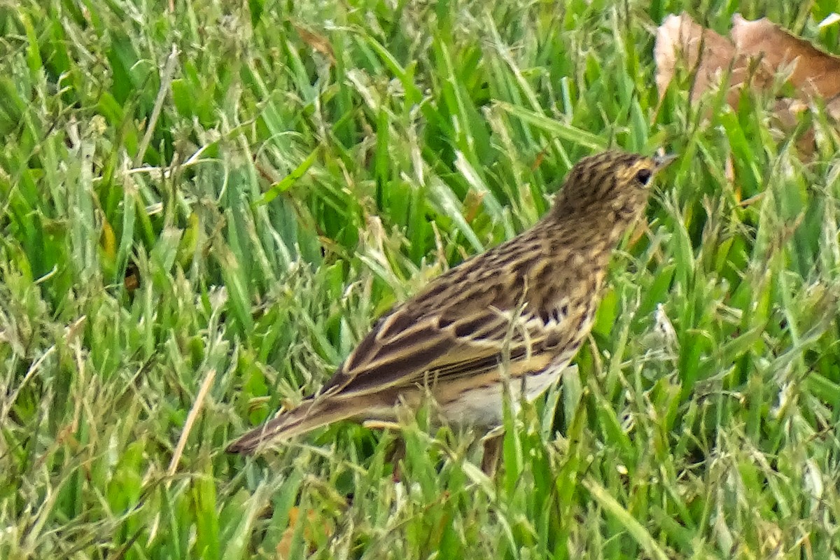 Tree Pipit - ML643226183