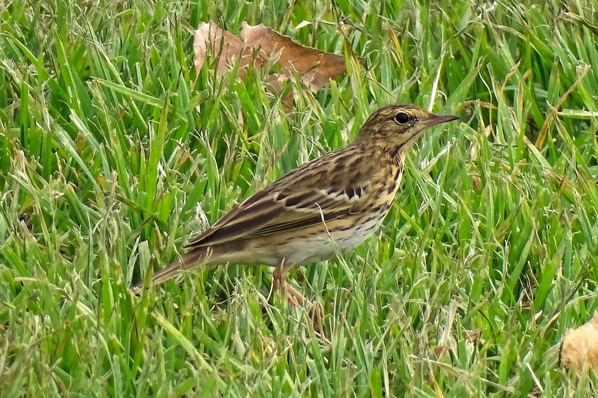 Tree Pipit - ML643226184