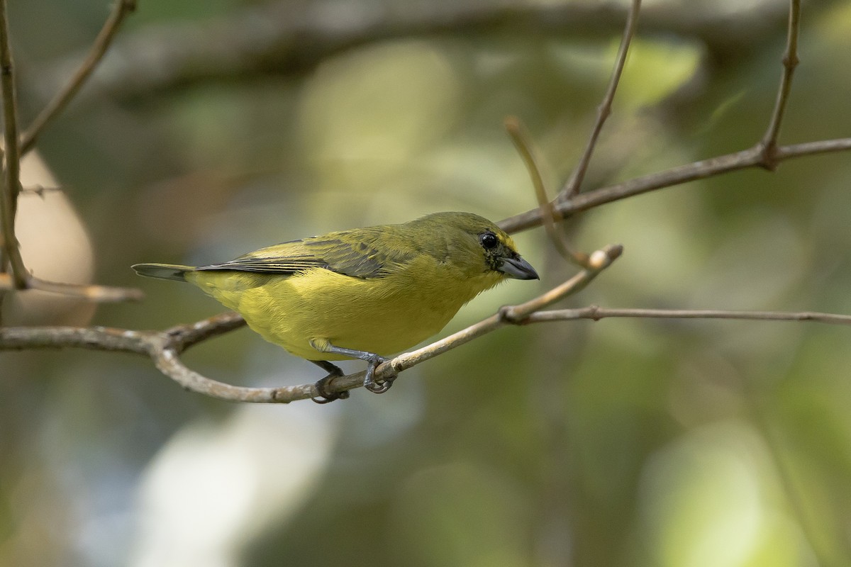 Thick-billed Euphonia - ML643226193
