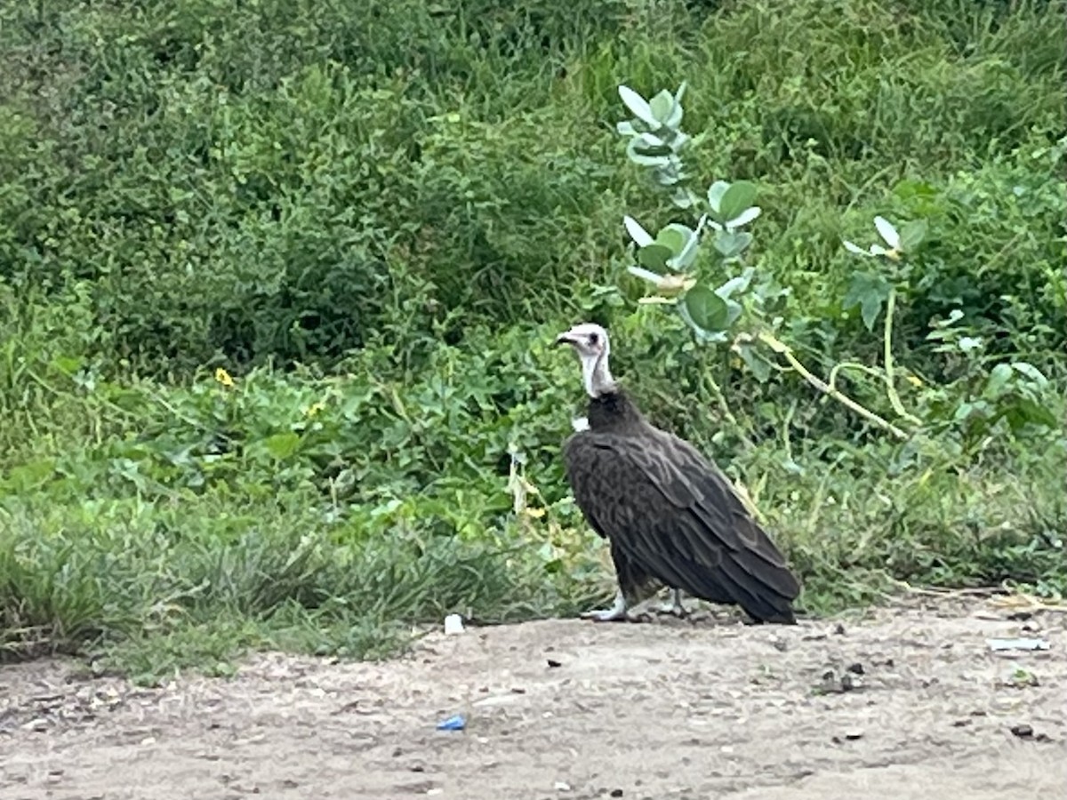 Hooded Vulture - ML643226196