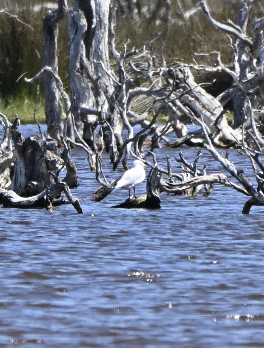racek australský - ML643226204