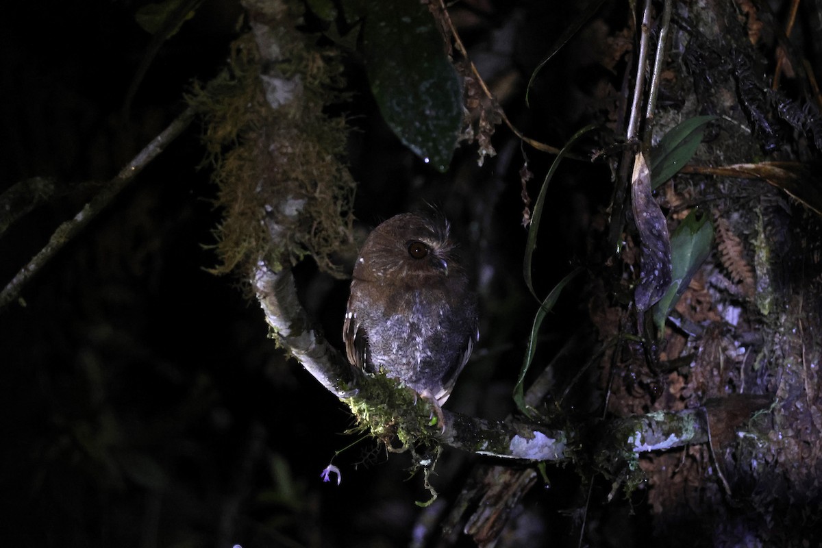 Perukauz - ML643226234