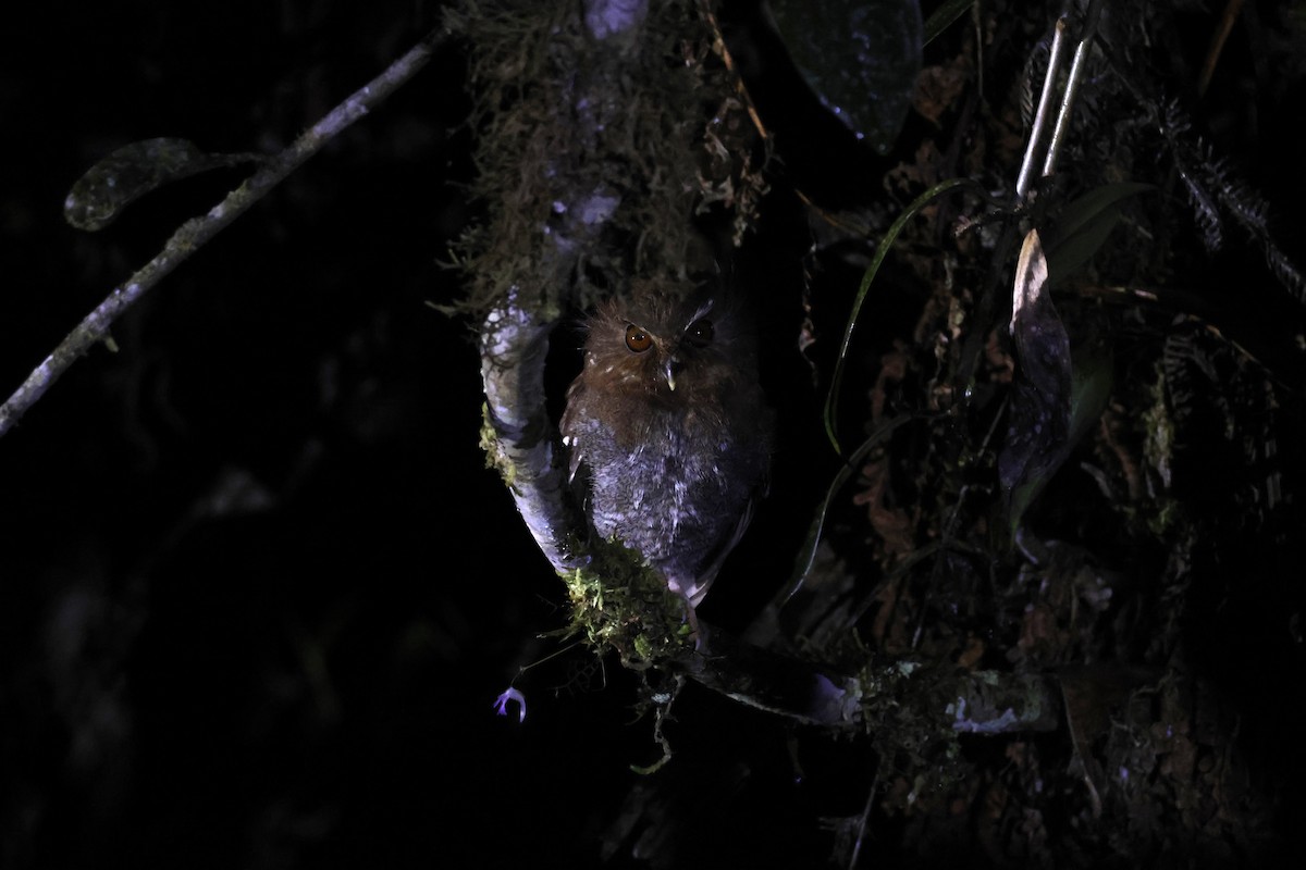 Perukauz - ML643226235