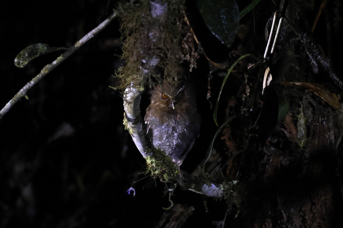 Perukauz - ML643226236