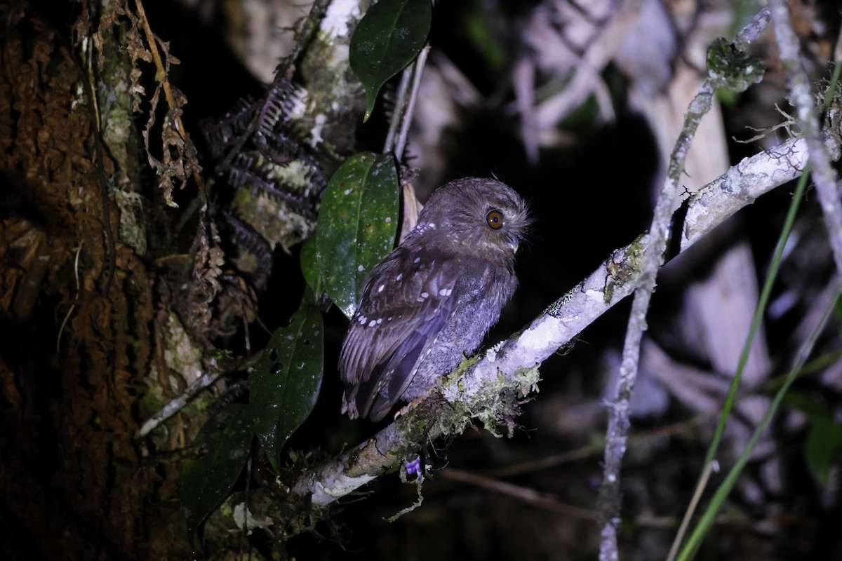 Perukauz - ML643226237