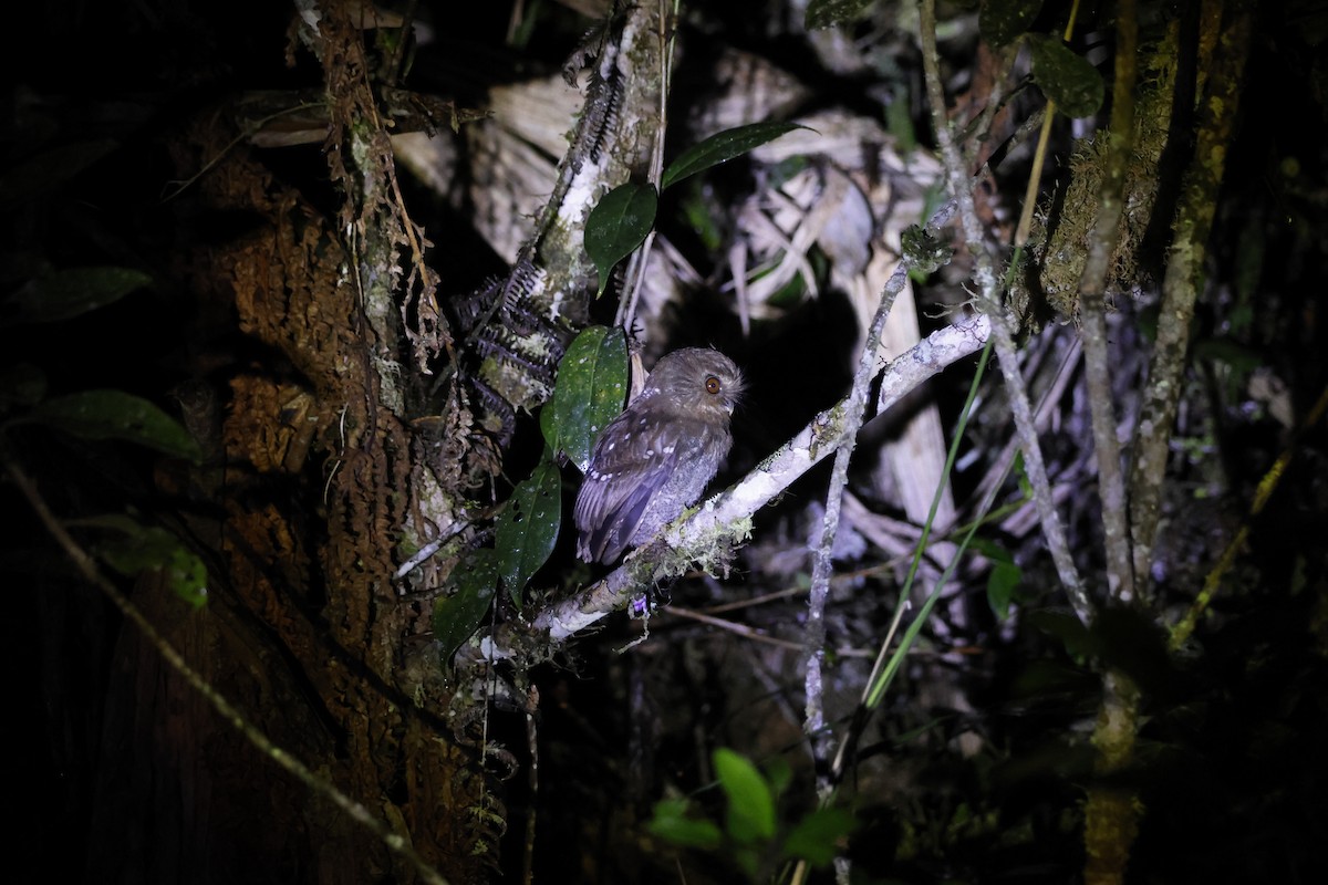 Perukauz - ML643226238