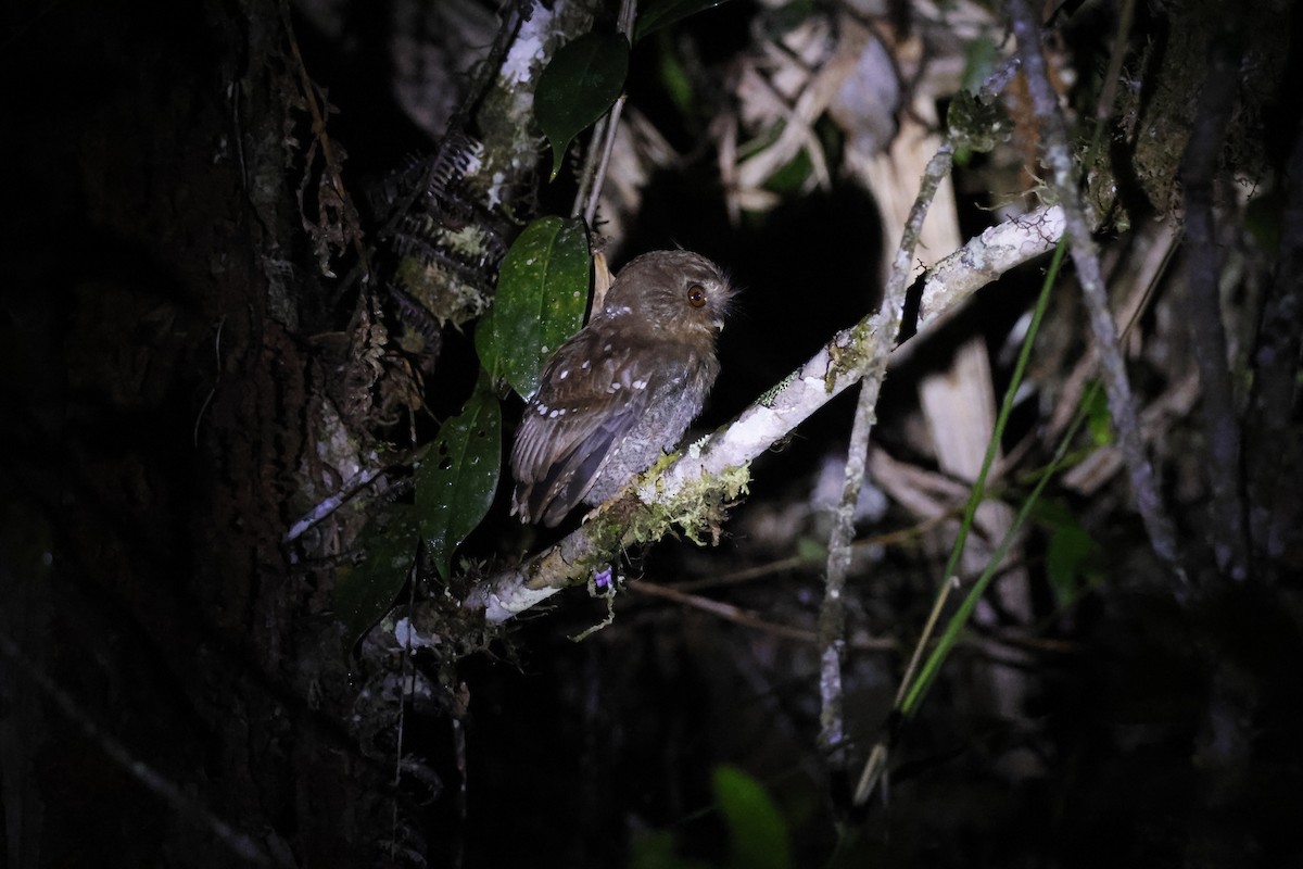 Perukauz - ML643226239