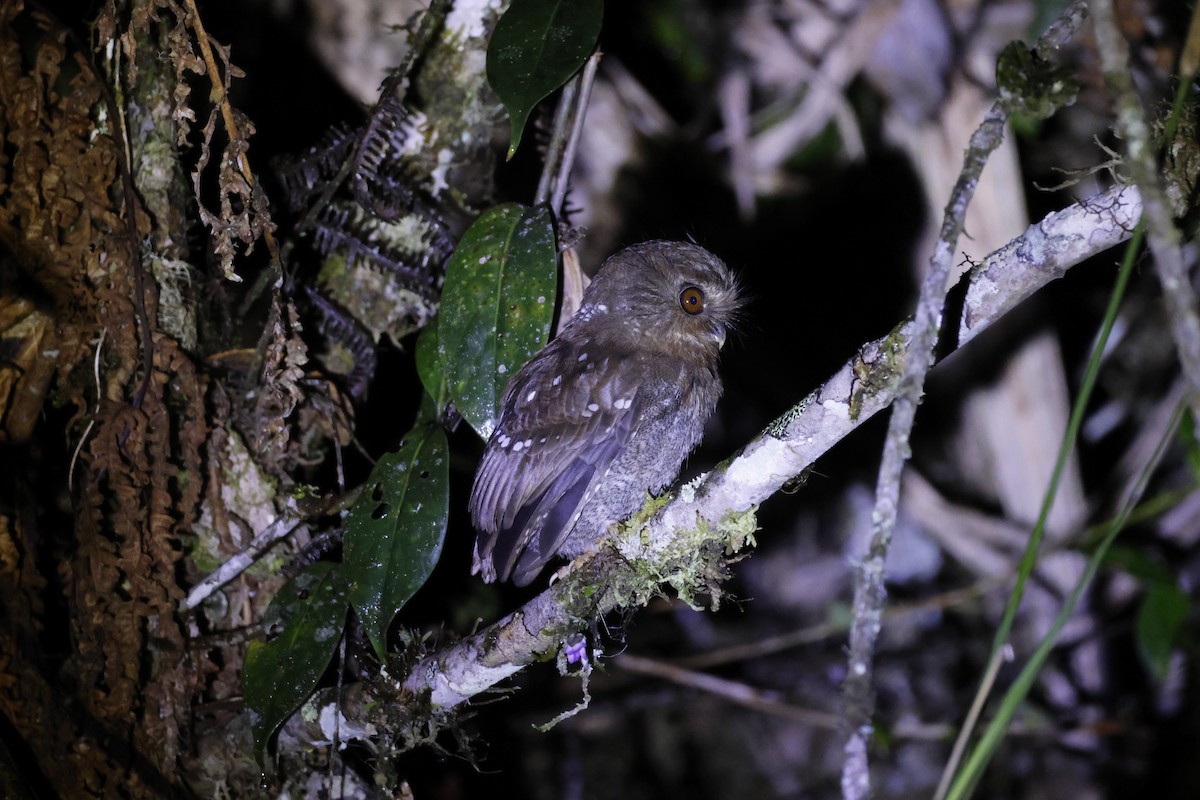 Perukauz - ML643226240