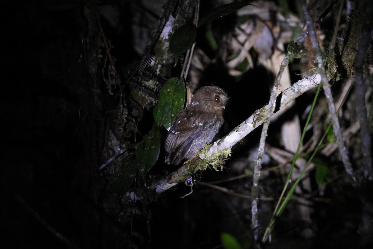 Perukauz - ML643226241