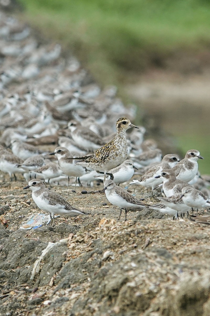 Pacific Golden-Plover - ML643226249