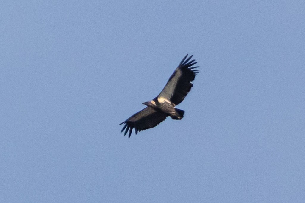 White-rumped Vulture - ML643226260
