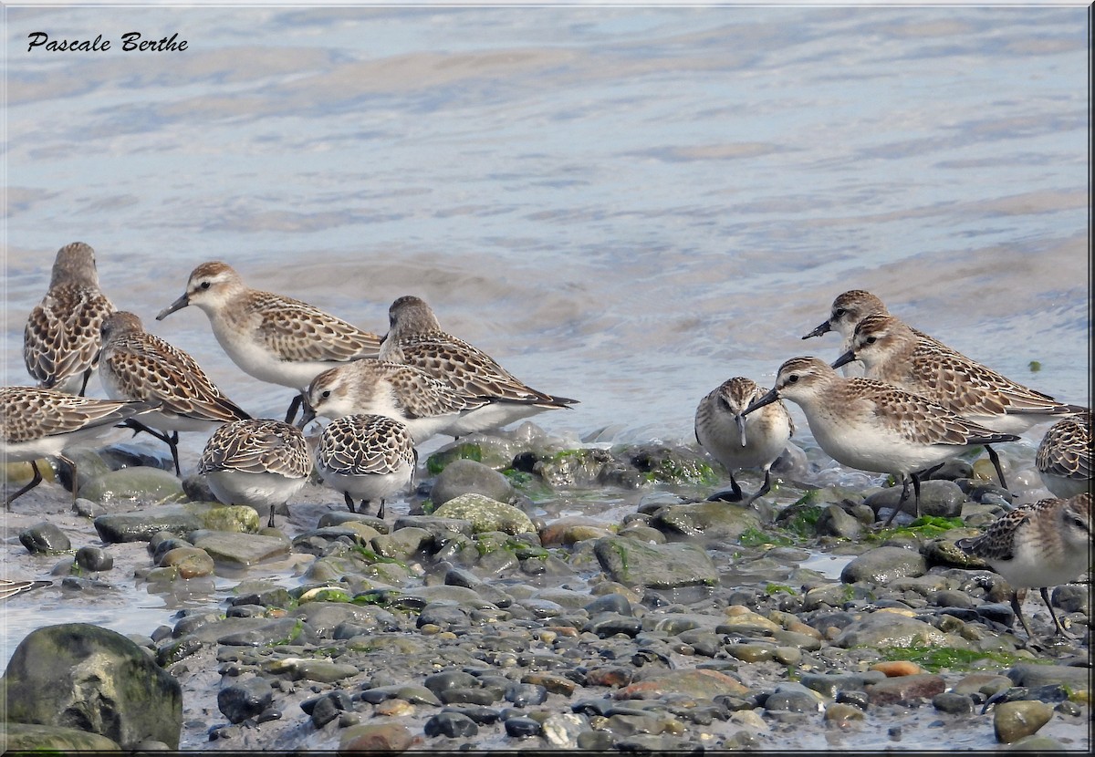 Semipalmated Sandpiper - ML643226261