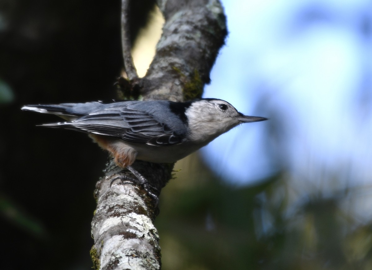 White-breasted Nuthatch - ML643226268