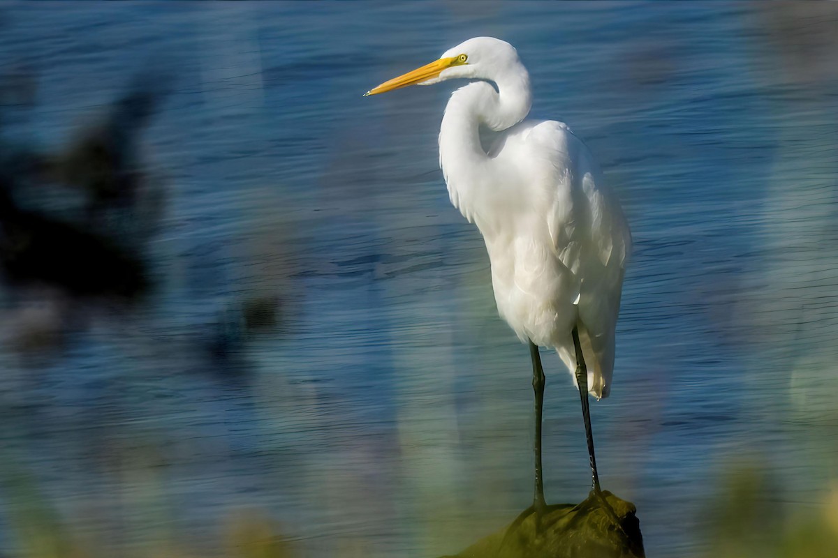 Great Egret - ML643226269