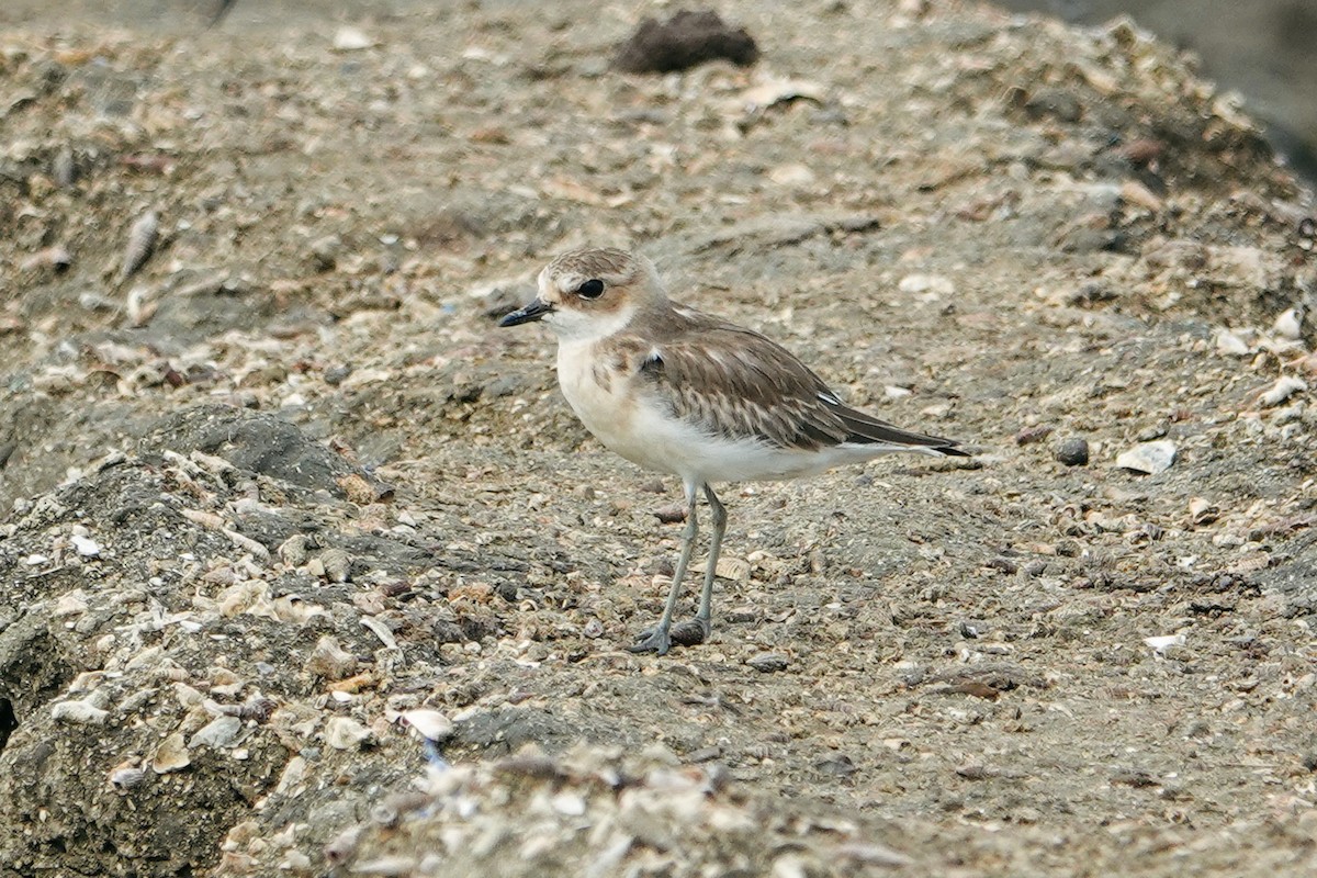 Siberian Sand-Plover - ML643226270