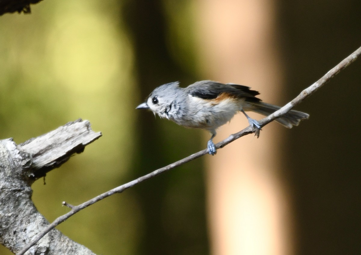 Tufted Titmouse - ML643226271