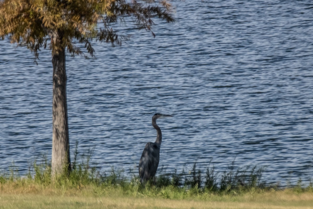 Great Blue Heron - ML643226272