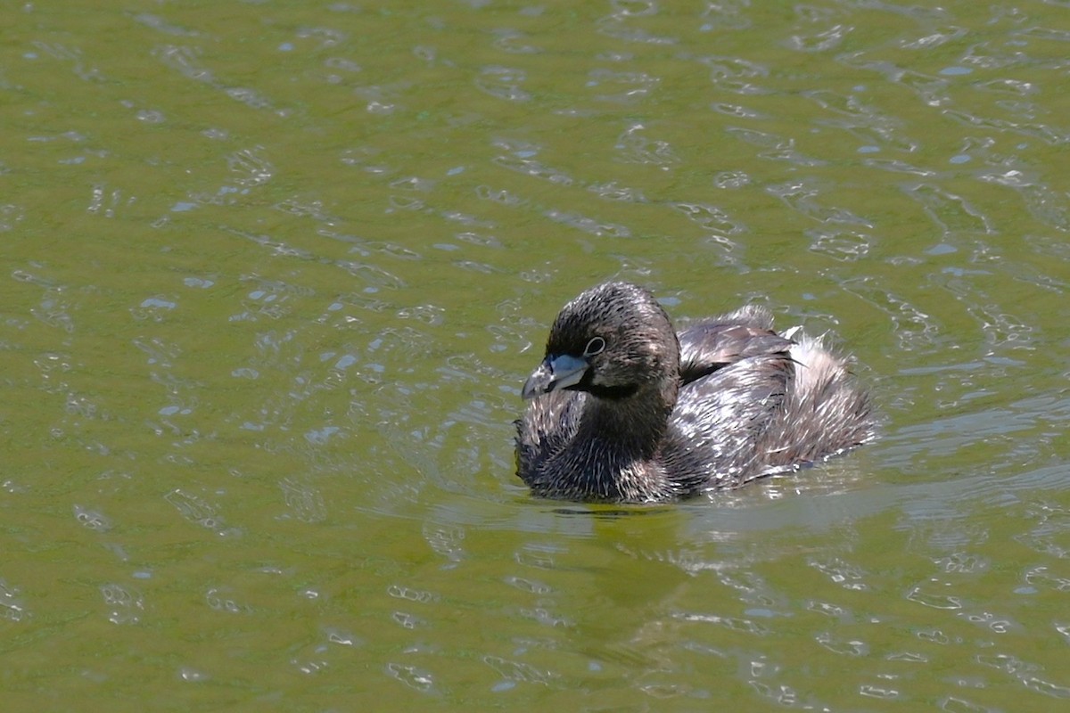 Pied-billed Grebe - ML643226273