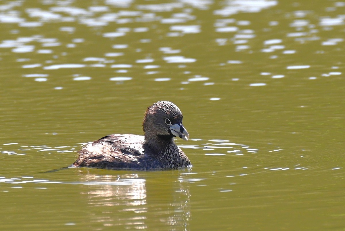 Pied-billed Grebe - ML643226275