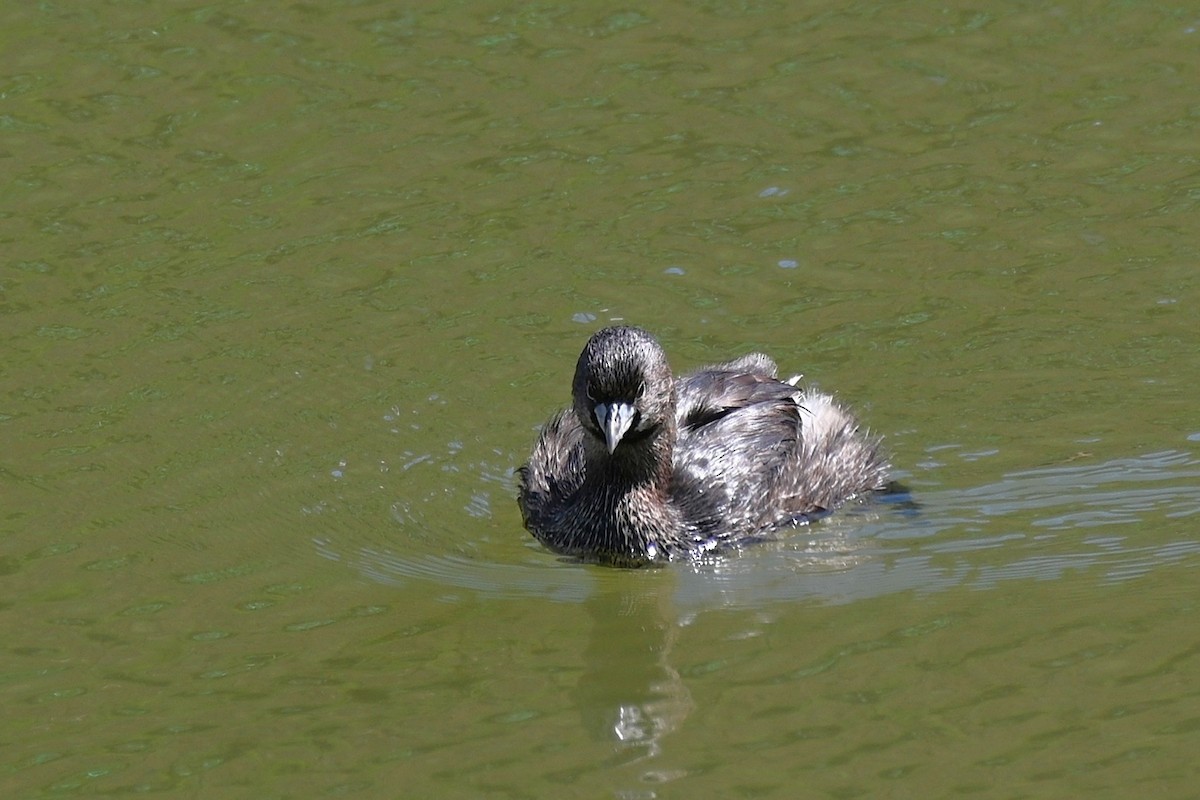 Pied-billed Grebe - ML643226277
