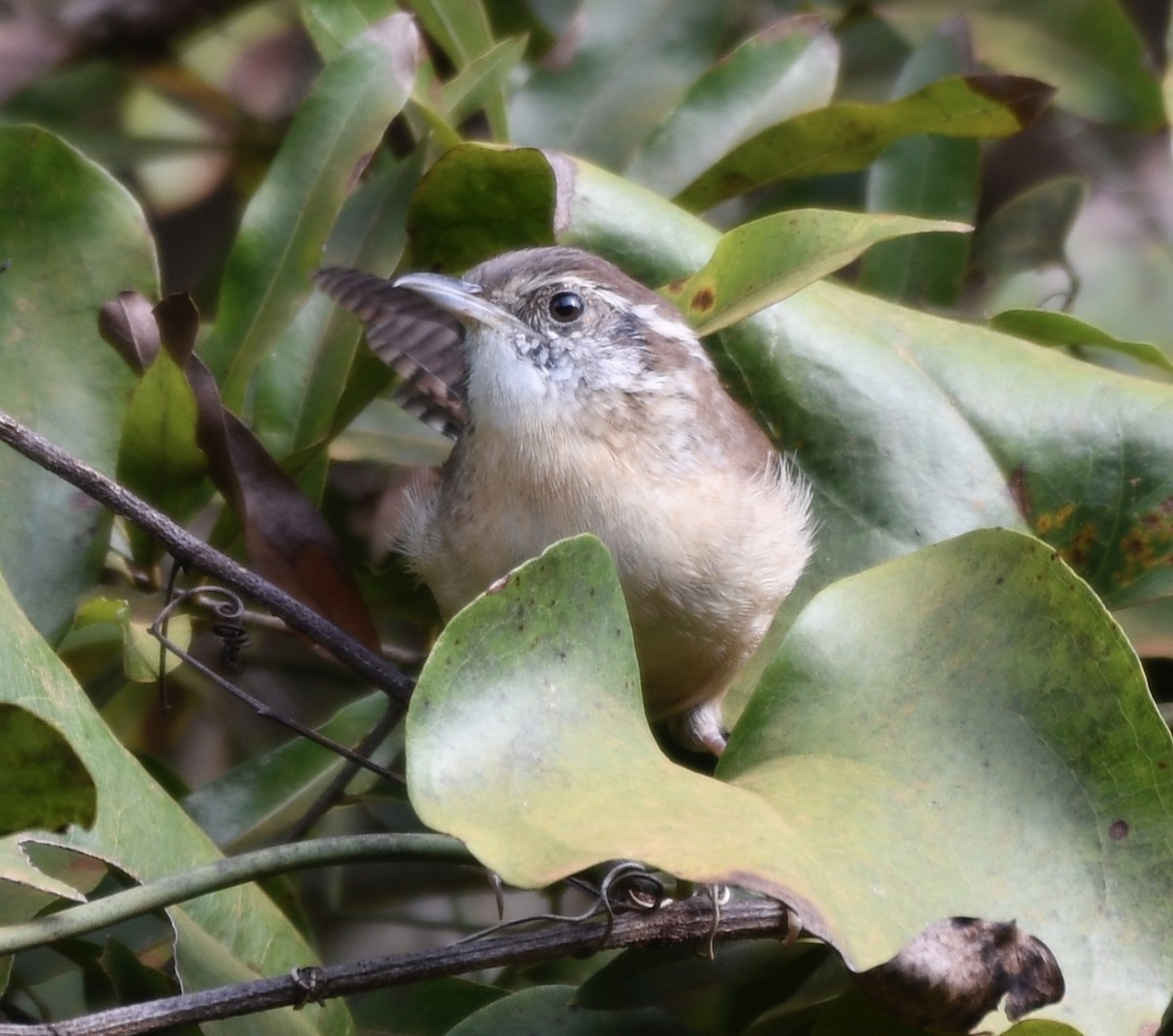 Carolina Wren - ML643226278