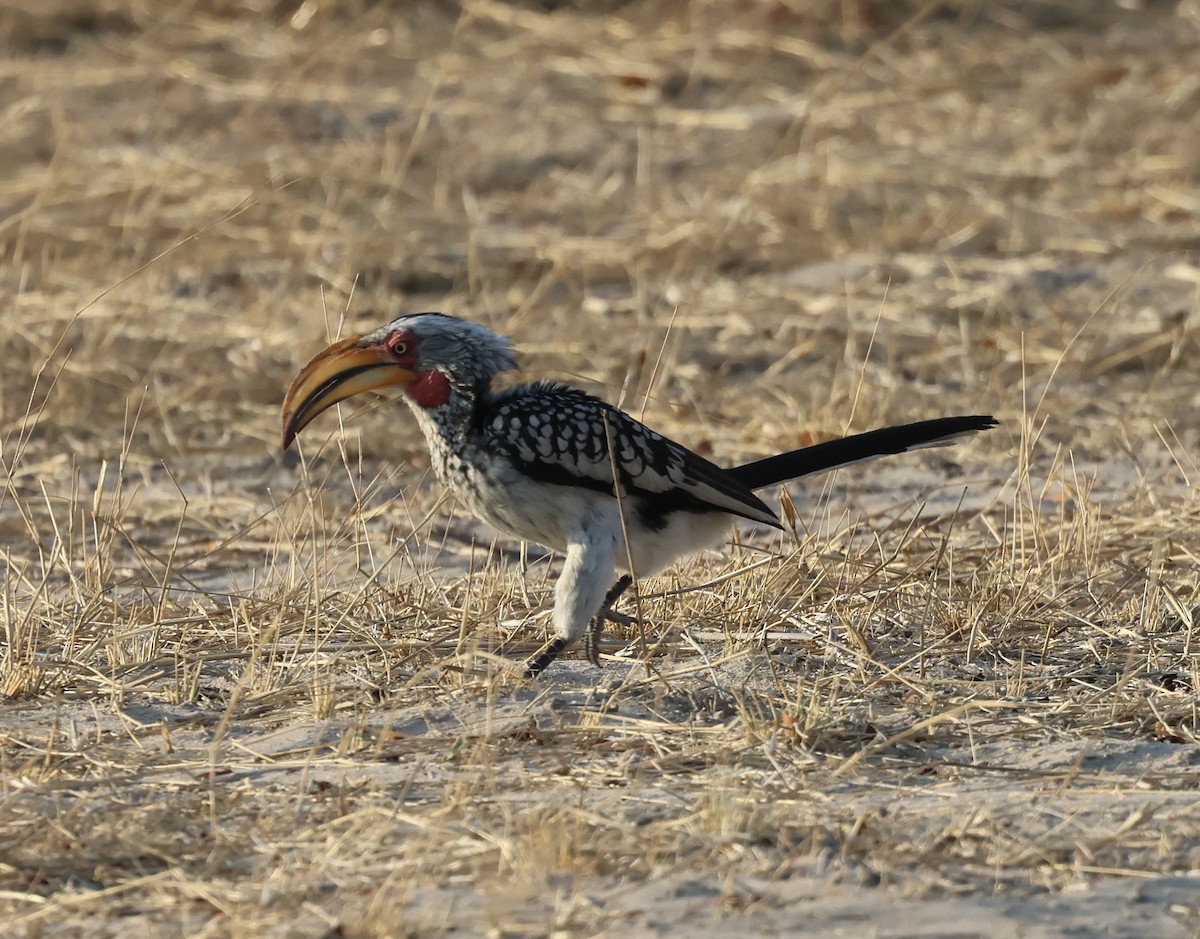 Southern Yellow-billed Hornbill - ML643226281