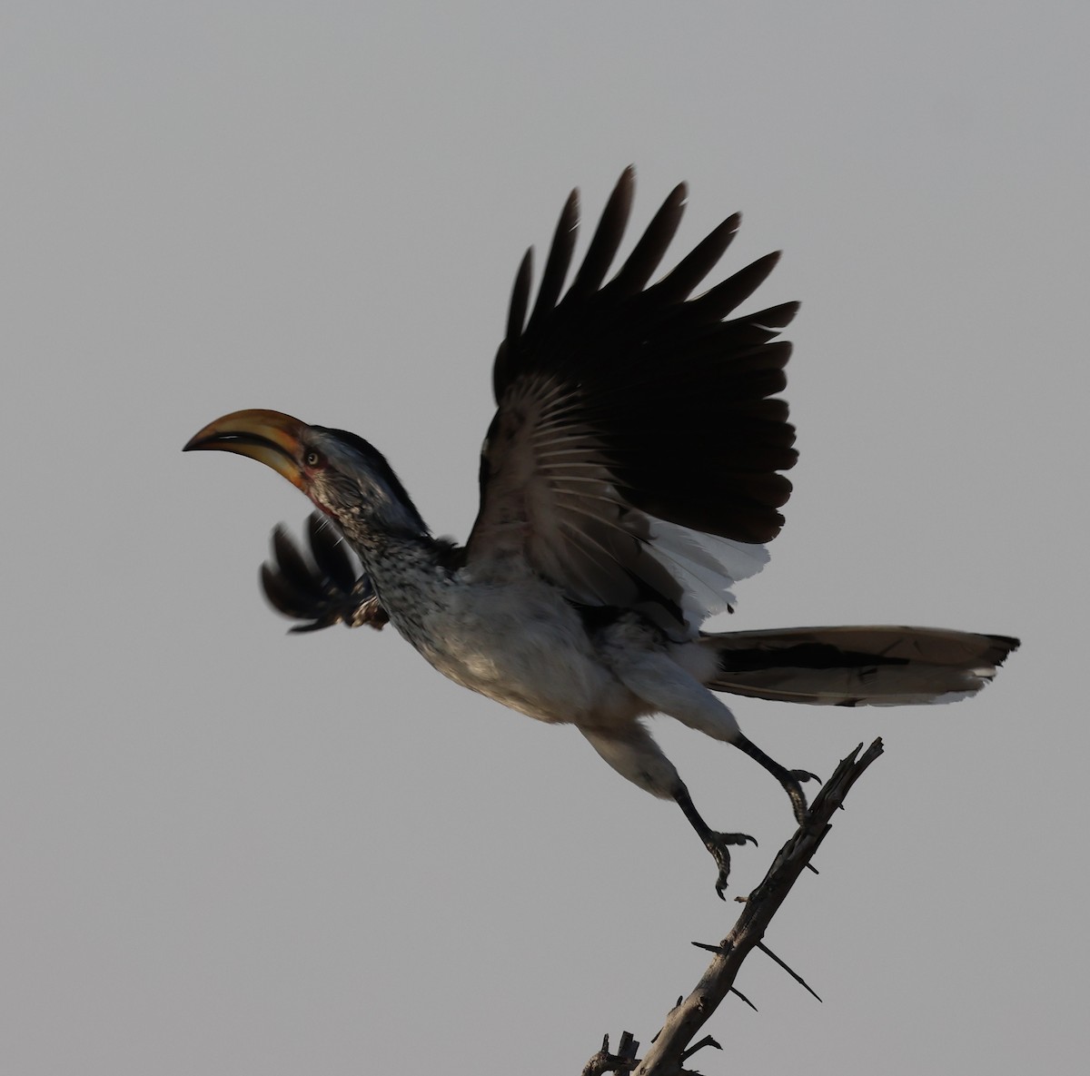 Southern Yellow-billed Hornbill - ML643226283