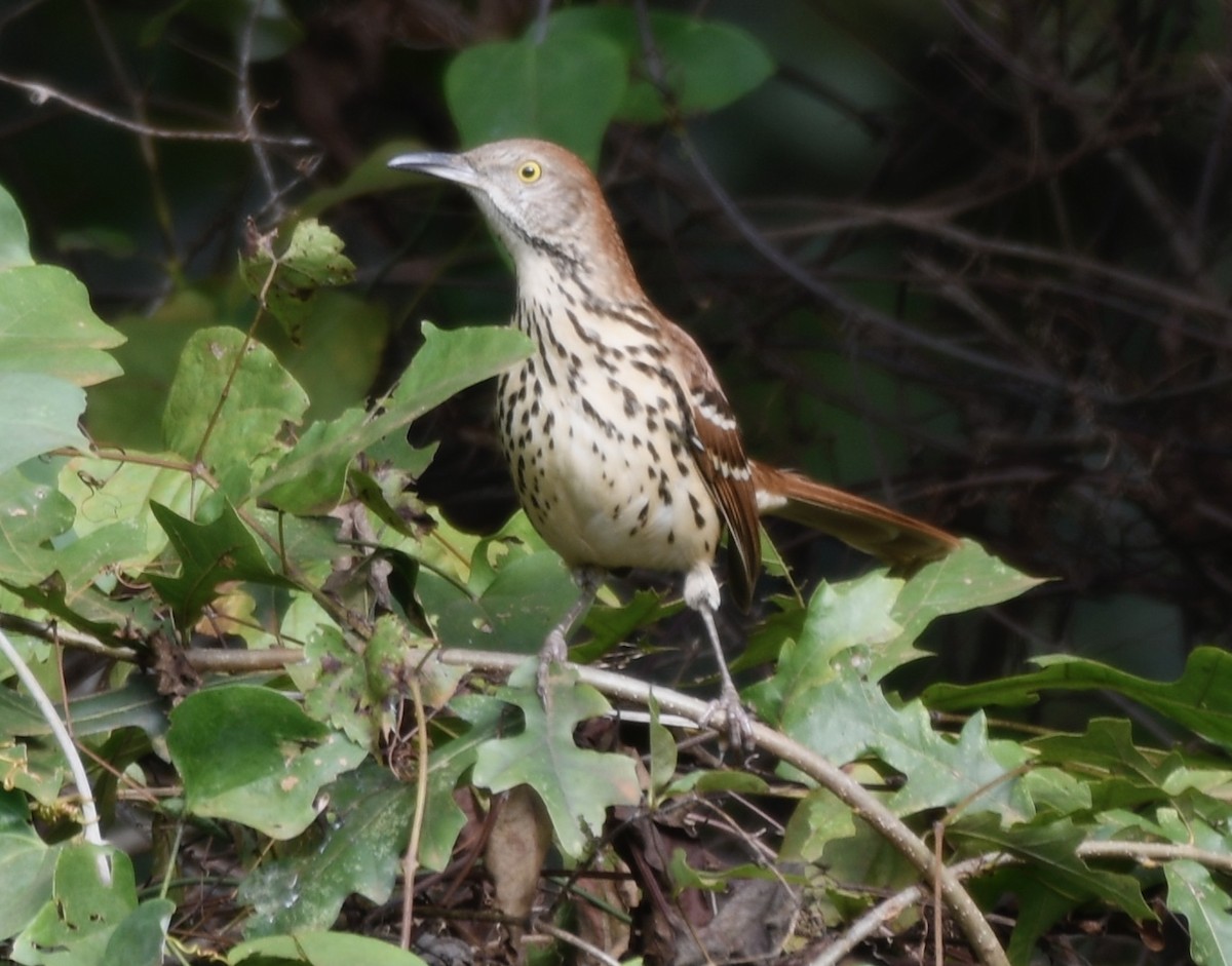 Brown Thrasher - ML643226284