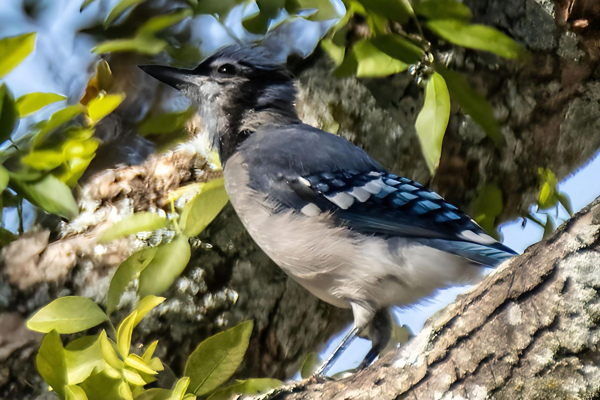Blue Jay - ML643226285
