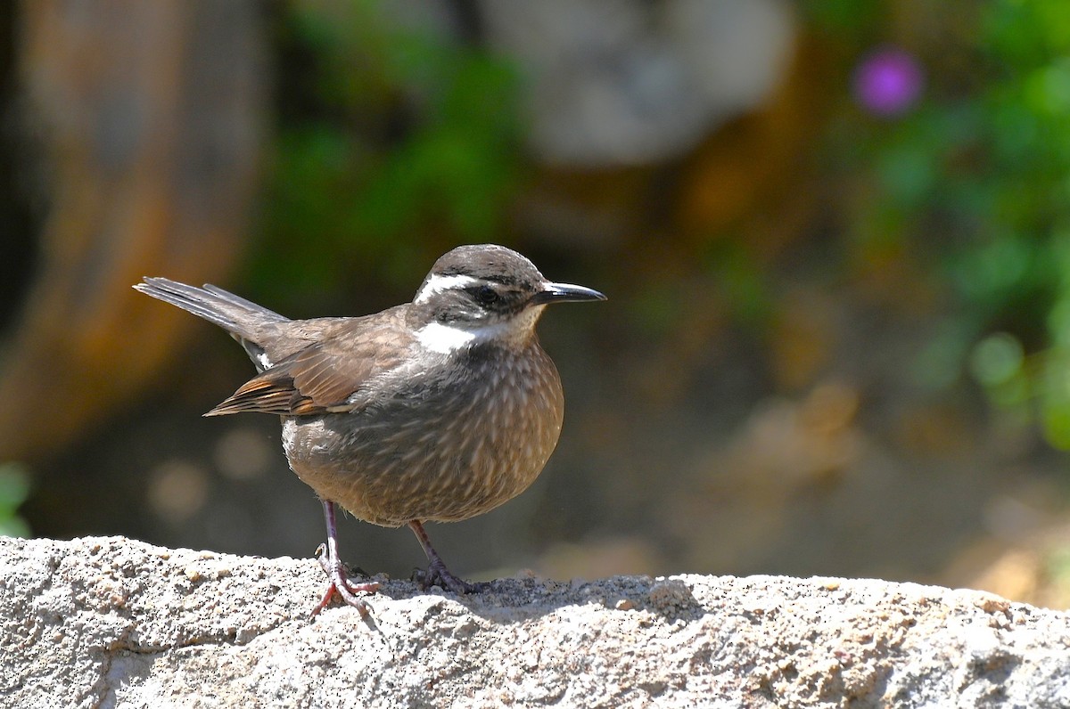 Dark-bellied Cinclodes - ML643226287