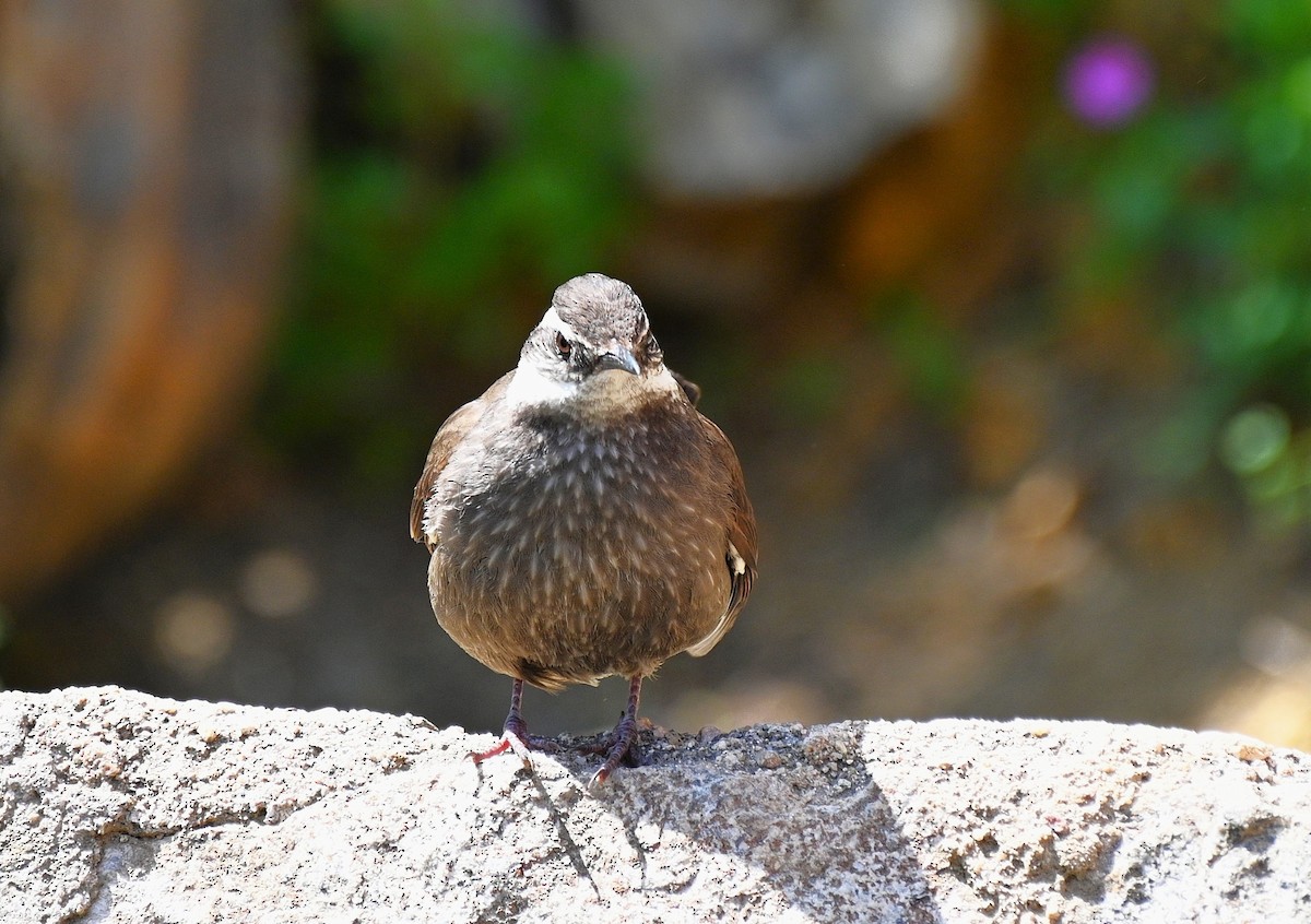 Dark-bellied Cinclodes - ML643226288