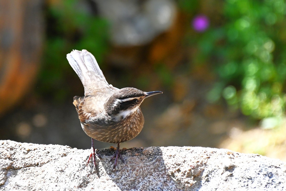 Dark-bellied Cinclodes - ML643226289