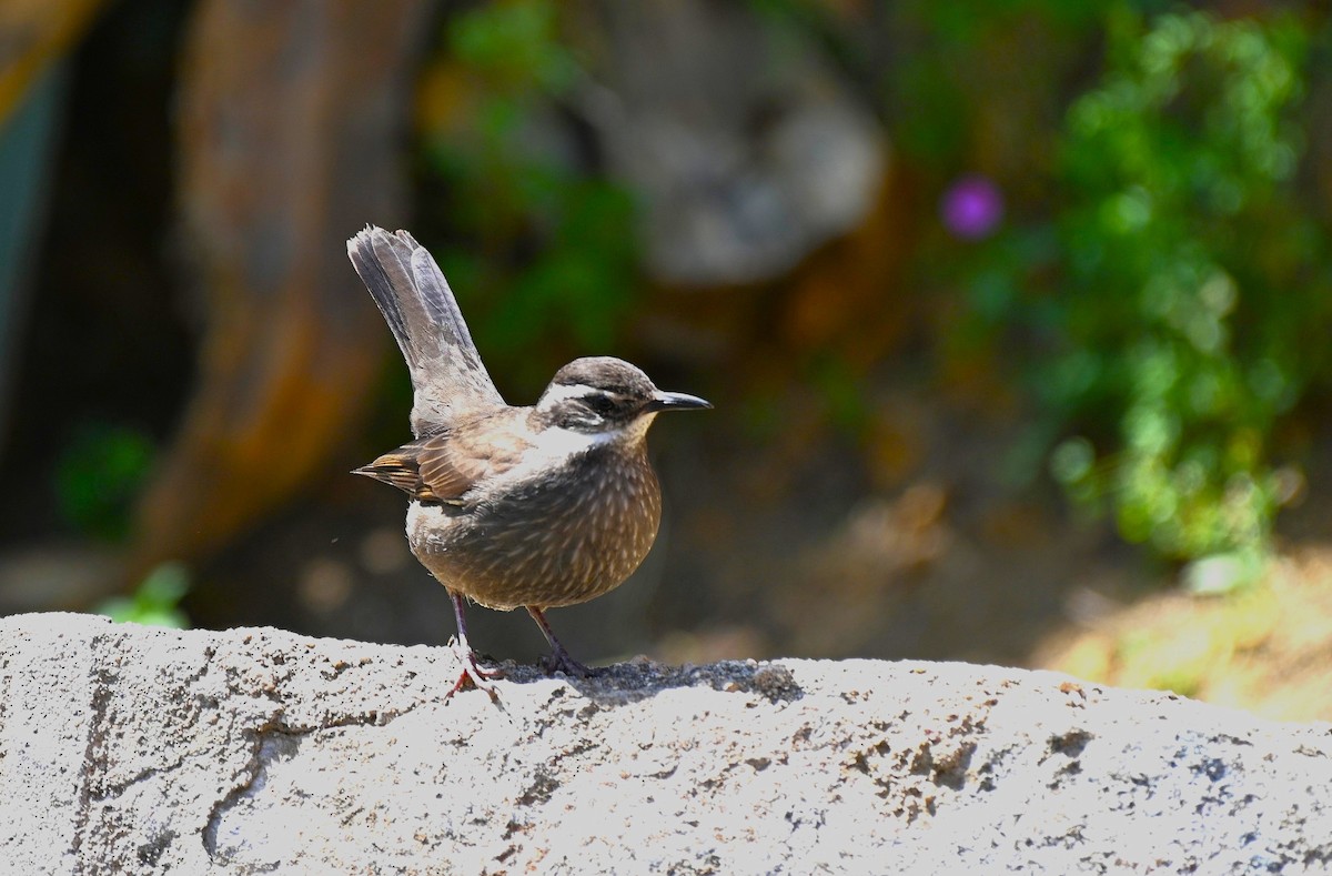 Dark-bellied Cinclodes - ML643226290