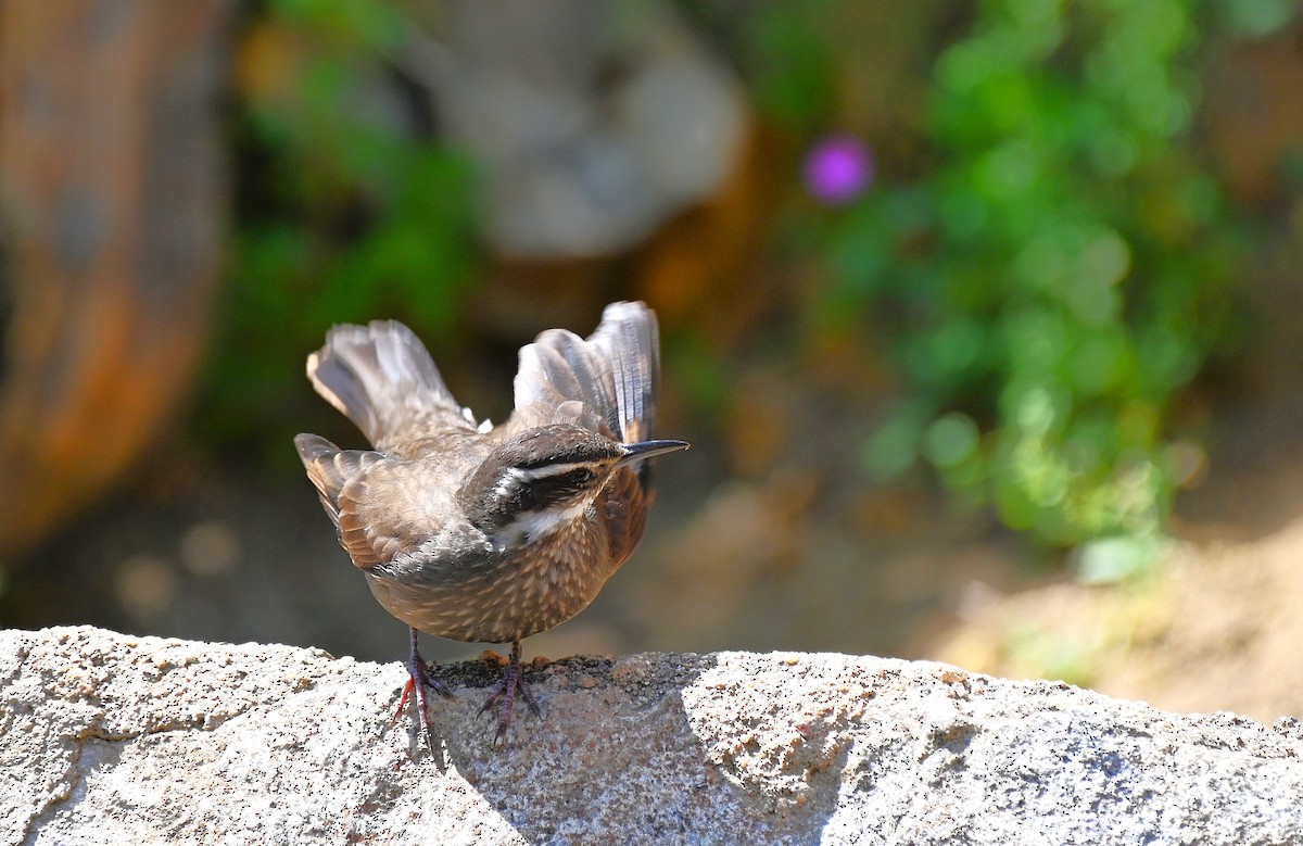 Dark-bellied Cinclodes - ML643226292