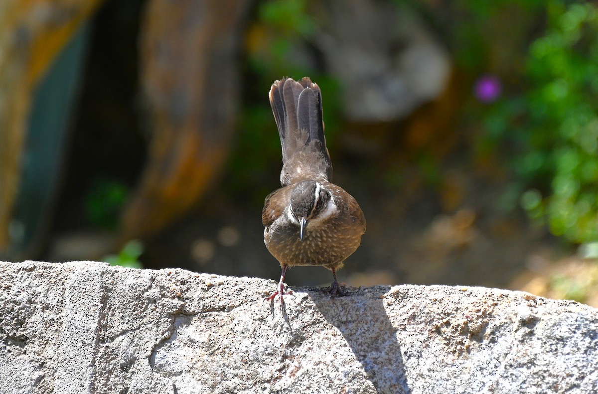Dark-bellied Cinclodes - ML643226293