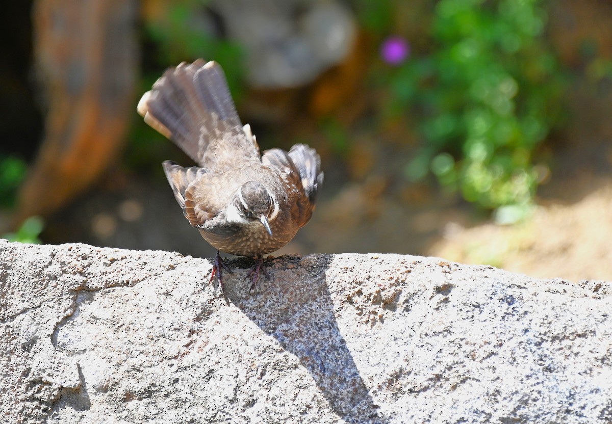 Dark-bellied Cinclodes - ML643226294