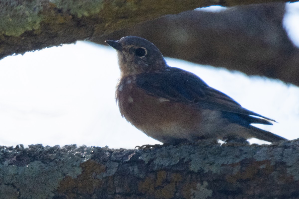 Eastern Bluebird - ML643226295
