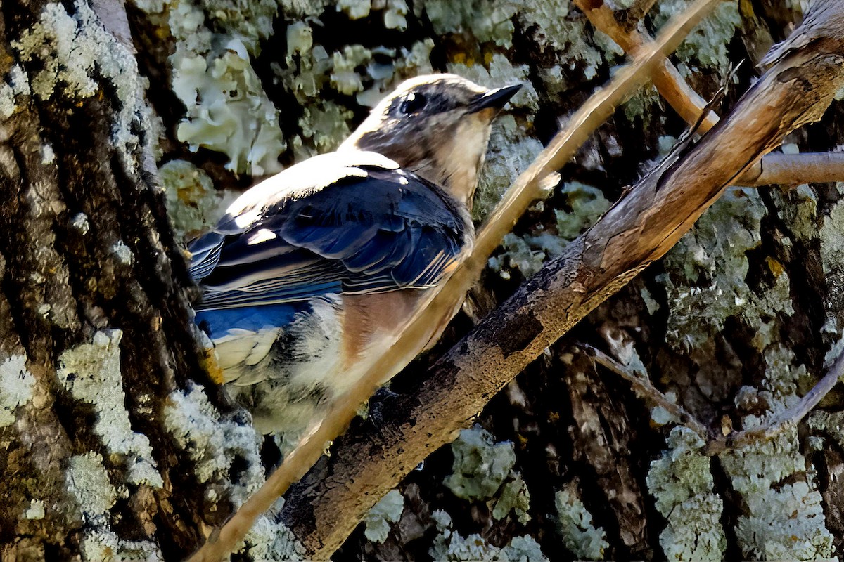 Eastern Bluebird - ML643226296