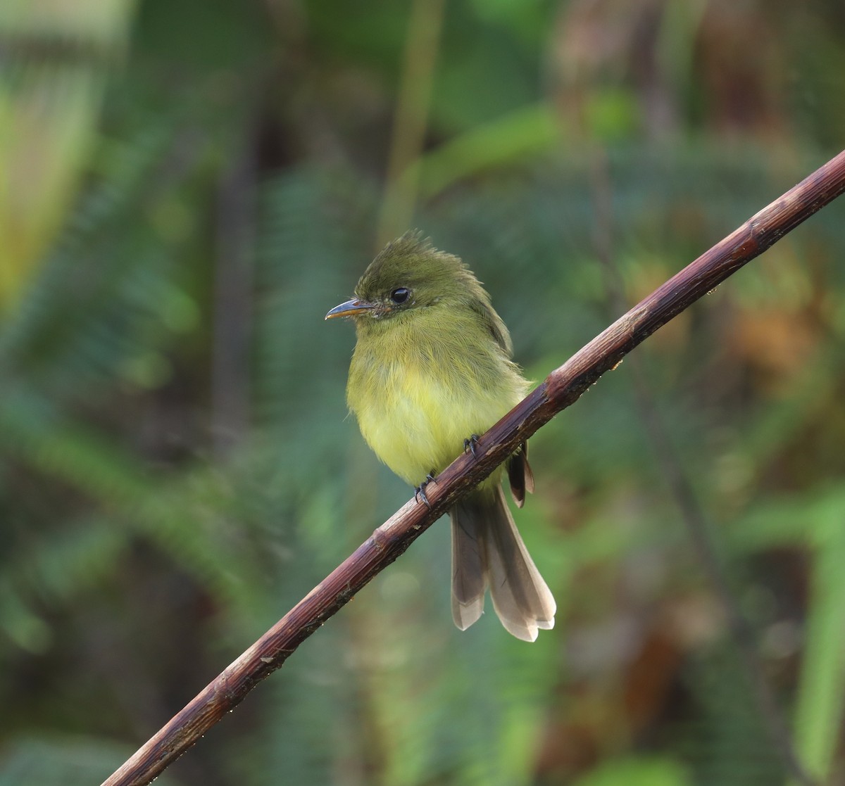 Tufted Flycatcher - ML643226335