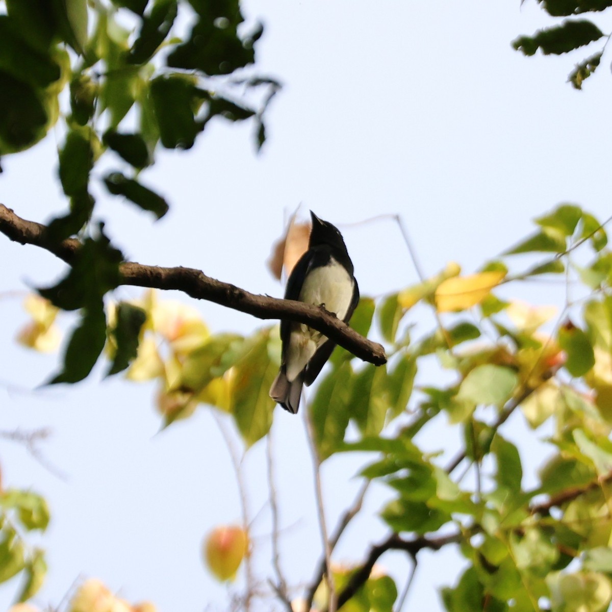 Blue-and-white Flycatcher - ML643226352